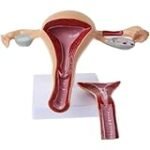Der Aufbau der Vagina: Ein Vergleich der besten Damenprodukte für die Intimpflege