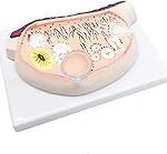 Die Bedeutung der Eierstockgröße: Eine Analyse und Vergleich der besten Damenprodukte für die Gesundheit der Eierstöcke