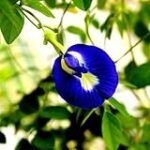 Clitoria Women: Ein Vergleich der besten Damenprodukte für ultimativen Genuss